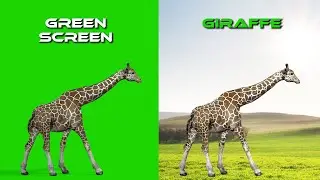 Green Screen Giraffe || Giraffe Walking || Green Screen Effects || VFX