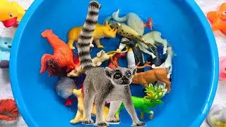 Learn Animals in English Dog Cat Peacock Crocodile Zebra Educational Cartoons for Kids