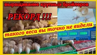 Выращиваю крупных бройлеров. Вес даже меня удивляет. Температурный режим, освещение для бройлеров