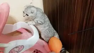 Scottish fold cat asks to play  🐱 Supper Cute Cat In The World