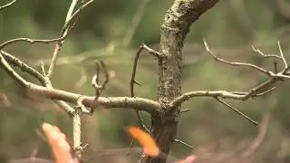 Sinking Cedar Trees for habitat