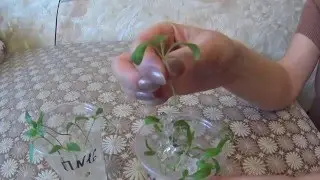 РАССАДА ПЕРЦА И БАКЛАЖАНА В ГИДРОГЕЛЕ!ОТЛИЧНЫЙ РЕЗУЛЬТАТ!!!