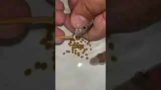 Ahli cichlid Fish giving birth to 69 baby fish. 🥰💪 