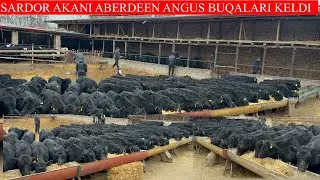 SARDOR AKANI ABERDEEN ANGUS BUQALARI KELDI