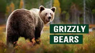 Are Grizzly Bears Becoming Dangerous Garbage Bears? | Apex Predators