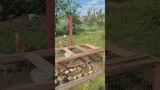 Деревня Толкачевичи, Минская область. Всем привет