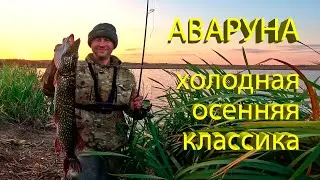 🔥 Убойный ОСЕННИЙ СИЛИКОН на ЩУКУ, всегда с уловом! Щука 3 кг оценила легендарную АВАРУНУ 🔥