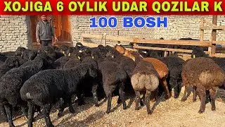 HOJIGA NOYOB QOZILAR KELDI QULAY NARXLARDA