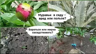 Муравьи в саду - вред или польза.Бороться или мирно соседствовать.