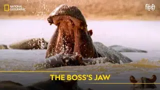 The Boss's Jaw | Animal Fight Club | Full Episode | S5 - E2 | National Geographic