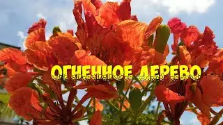 НЕ ВЫШИВАЛЬНОЕ/FLAMBOYAN /ОГНЕННОЕ ДЕРЕВО/ ДЛЯ ВДОХНОВЕНИЯ/ПАНАМА