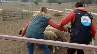 Обучение людей как обучать пастушьих собак. Урок 1. Постановка собаки на противоположной стороне