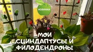 Мои новинки, пополняю коллекцию комнатных растений сциндапсусами и филодендронами