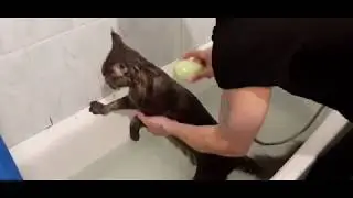 Как помыть кота