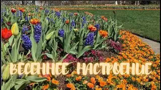 Ботанический сад ранней весной. Нарциссы, гиацинты,  магнолии, дети, няни, родители, белки. Прогулка