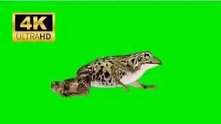 Frog Green Screen 4k 2023