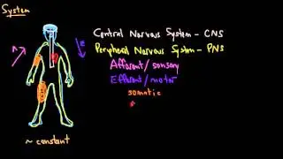 Organization of the Nervous System