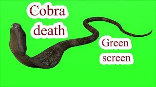 Green screen Cobra Snake animation part 5  cobra death ( cobra dies )