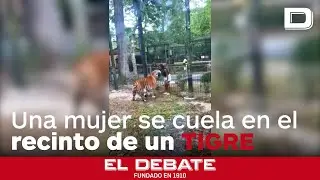 Una mujer se cuela en el recinto de un tigre para intentar acariciarlo y por poco recibe un zarpazo