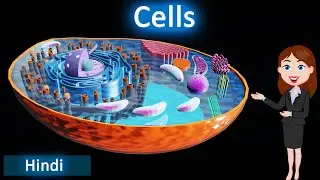 Cells || 3D animated explanation || class 9th & 11th science || How do living organisms made of ||