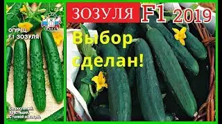 ОГУРЕЦ ЗОЗУЛЯ F1-ВЫБОР СДЕЛАН! САМЫЙ УРОЖАЙНЫЙ СОРТ