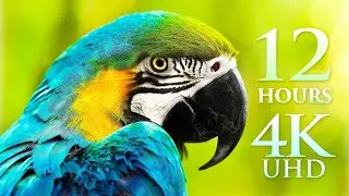 12 HOUR 4K FILM Splendors of Nature Planet Earths Wonders by Drone, Land & Sea - 4K UHD, No Loops