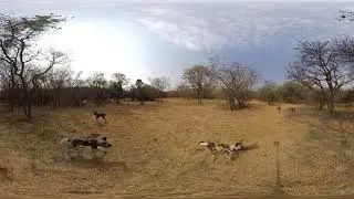 African wild dog