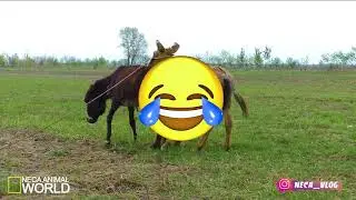 donkey mateng تزاوج حمير