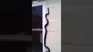 Как змеи заползают на деревья?