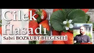ÇİLEK HASADI SABRİ BOZKURT - BELGESEL #endüstriyeltasarım #sabribozkurt #agromini #belgesel