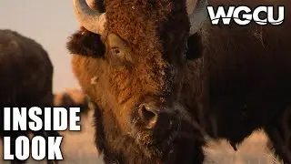 The American Buffalo | Inside Look | A Film by Ken Burns Coming October 16 to PBS