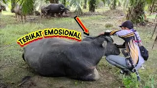 IKATAN EMOSIONAL ANTARA KERBAU YANG TINGGAL DIHUTAN DENGAN MANUSIA