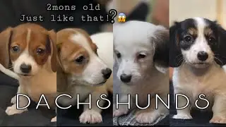 petting my puppies | piebald dachshund puppies