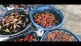 IKAN HIAS KOI DI PASAR IKAN TANJAKAN EMPANG BOGOR