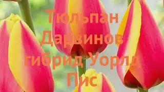 Тюльпан гибридный Уорлд Пис (tulipa world peace) 🌿 обзор: как сажать, луковицы тюльпаны Уорлд Пис