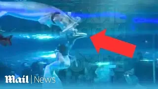 Harrowing moment giant fish attacks young 'mermaid' performer's face in front of terrified children