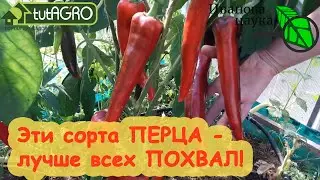 СОРТА СЛАДКОГО ПЕРЦА С ГАРАНТИЕЙ. С этим сортом - всегда с урожаем! Обещаю - испытано на себе!