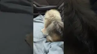 Pekingese dog eats 