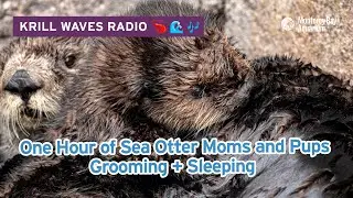 One Hour: Sea Otter Moms + Pups Grooming, Relaxing and Sleeping | Ambient Music | Krill Waves Radio