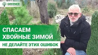 Пожелтение ХВОЙНЫХ зимой! Проблема или обычное явление? Советы от ЕКСПЕРТА!