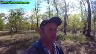 Медосбор с акации накрылся 2020