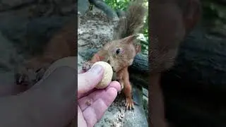 Белка и два орешка / A squirrel and two nuts