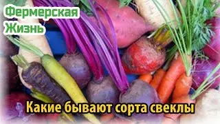 Какие бывают сорта свеклы