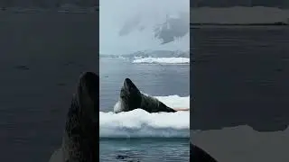 Antarctic 2024 Transformator Travel / Антарктида с Трансформатор Трэвел
