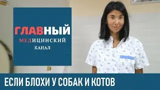 Блохи у собаки, кота и кошки. Что делать? Как вывести блох у собаки, щенка и котенка