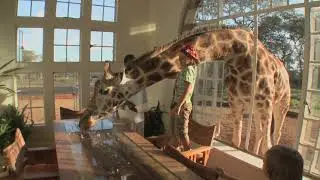 a giraffe sticks its head through the window of a mansion to get a free meal rvw