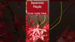 Propagating Japanes maple using airlayers