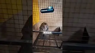 ДРУЖЕЛЮБНАЯ ОБЕЗЬЯНКА