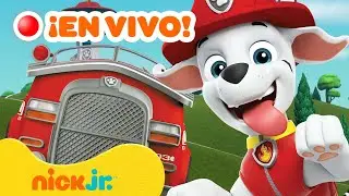 🔴 Maratón de Marshall de PAW Patrol 🔥 Episodios y Rescates! con Chase, Rubble, Skye y Más!