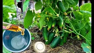 ВСЕГО 2 КАПЛИ НА ВЕДРО И СОЦВЕТИЙ МОРЕ.ТОМАТЫ,ОГУРЦЫ НАРАСТАЮТ ТОННАМИ И НЕ БОЛЕЮТ.